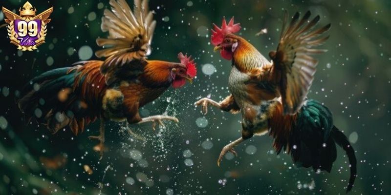Đá gà 99Vina đầy kịch tính, minh bạch cao Đá gà 99Vina đầy kịch tính, minh bạch cao